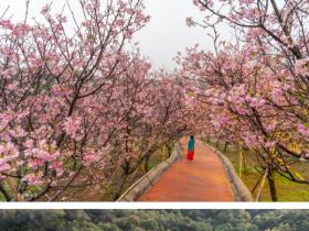 广州市南沙区大岗镇   2025年第三届南沙樱花节于3月17日开幕  活动持续到3月30日