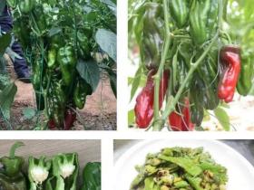广州市南沙区大岗镇:“高品质辣椒科技小院”成果落地开花