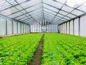 蔬菜大棚套路骗局:揭开“高回报”背后的陷阱