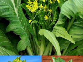 四海一心,菜出精彩 | 正旭2025年增城区港澳台侨迟菜心文化经贸交流活动圆满举行