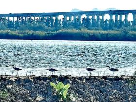 【图说侨乡】新会醉美:沙仔岛的歌声