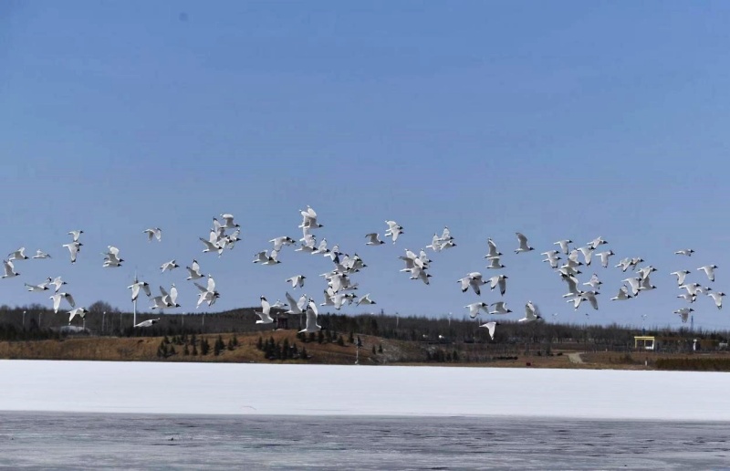 河北康保县:康巴诺尔冰雪嘉年华解锁冬日文旅盛宴-图片6