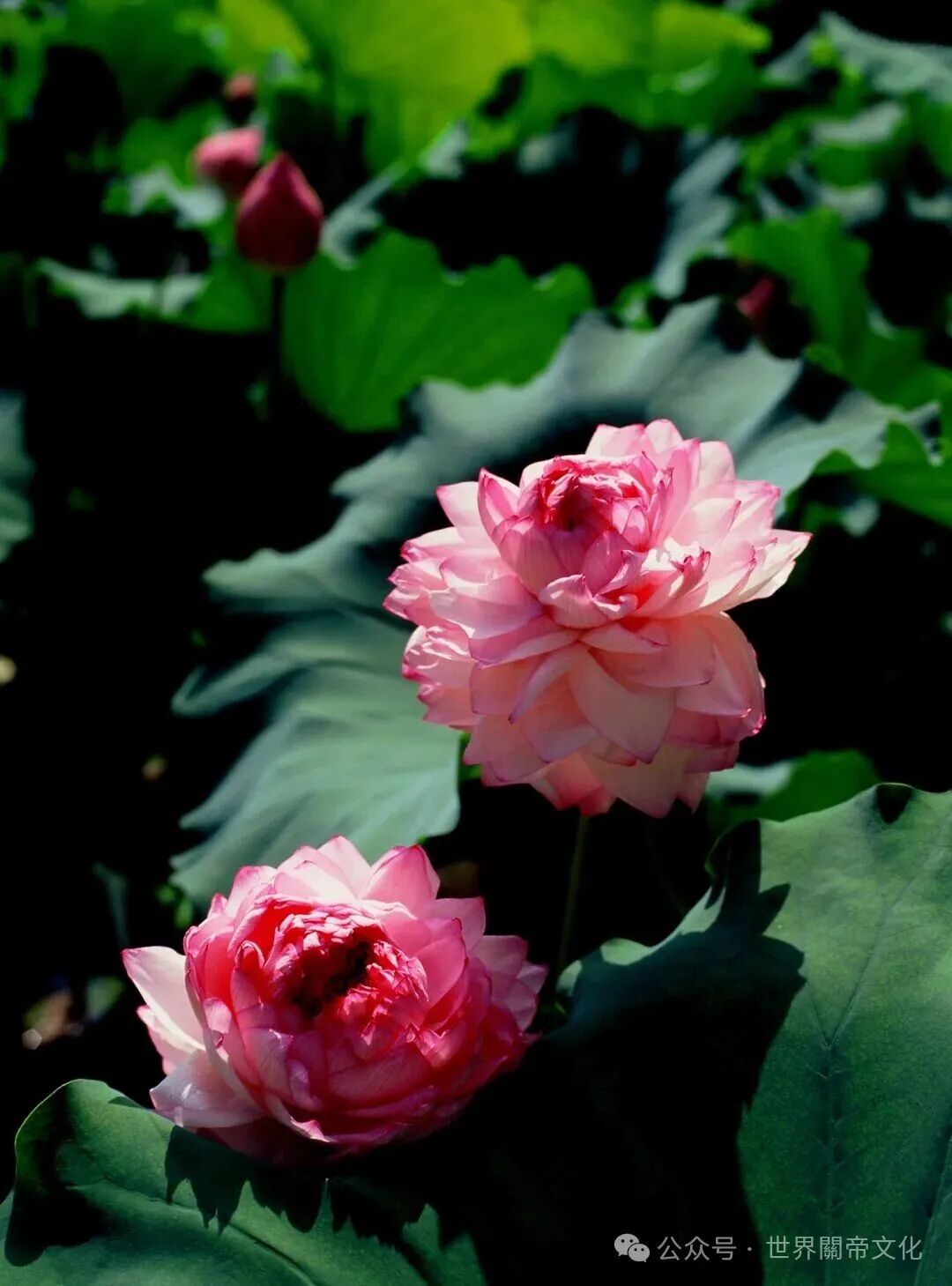 中國高鐵站，有了“當陽西”-图片5