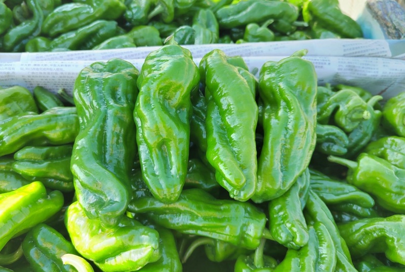 广州市南沙区大岗镇：“高品质辣椒科技小院”成果落地开花-图片2