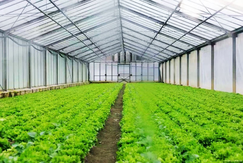 蔬菜大棚套路骗局:揭开“高回报”背后的陷阱-图片1