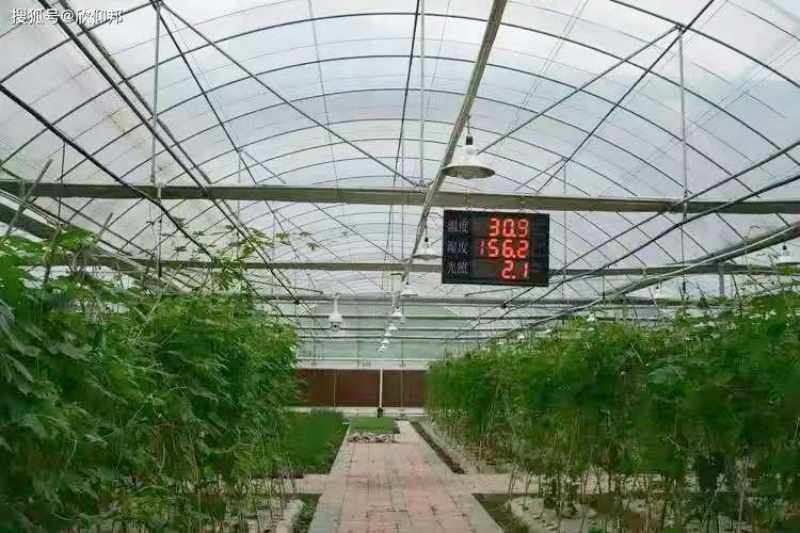 蔬菜大棚套路骗局:揭开“高回报”背后的陷阱-图片2