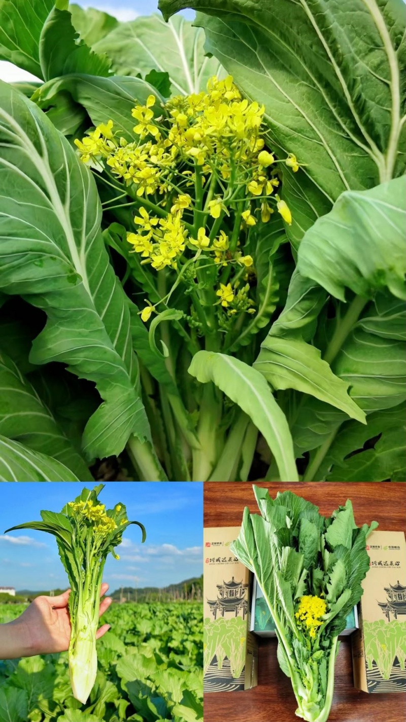 四海一心，菜出精彩 | 正旭2025年增城区港澳台侨迟菜心文化经贸交流活动圆满举行-图片1