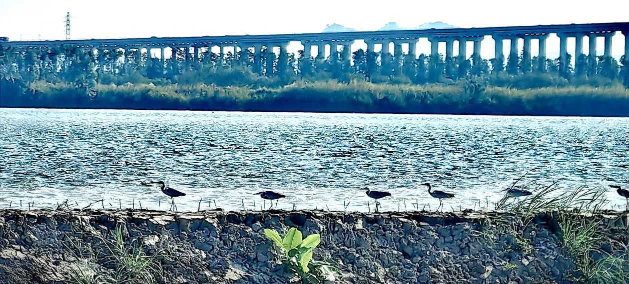 【图说侨乡】新会醉美：沙仔岛的歌声