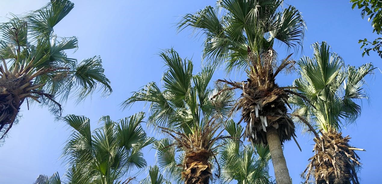 【图说侨乡】新会醉美：沙仔岛的歌声