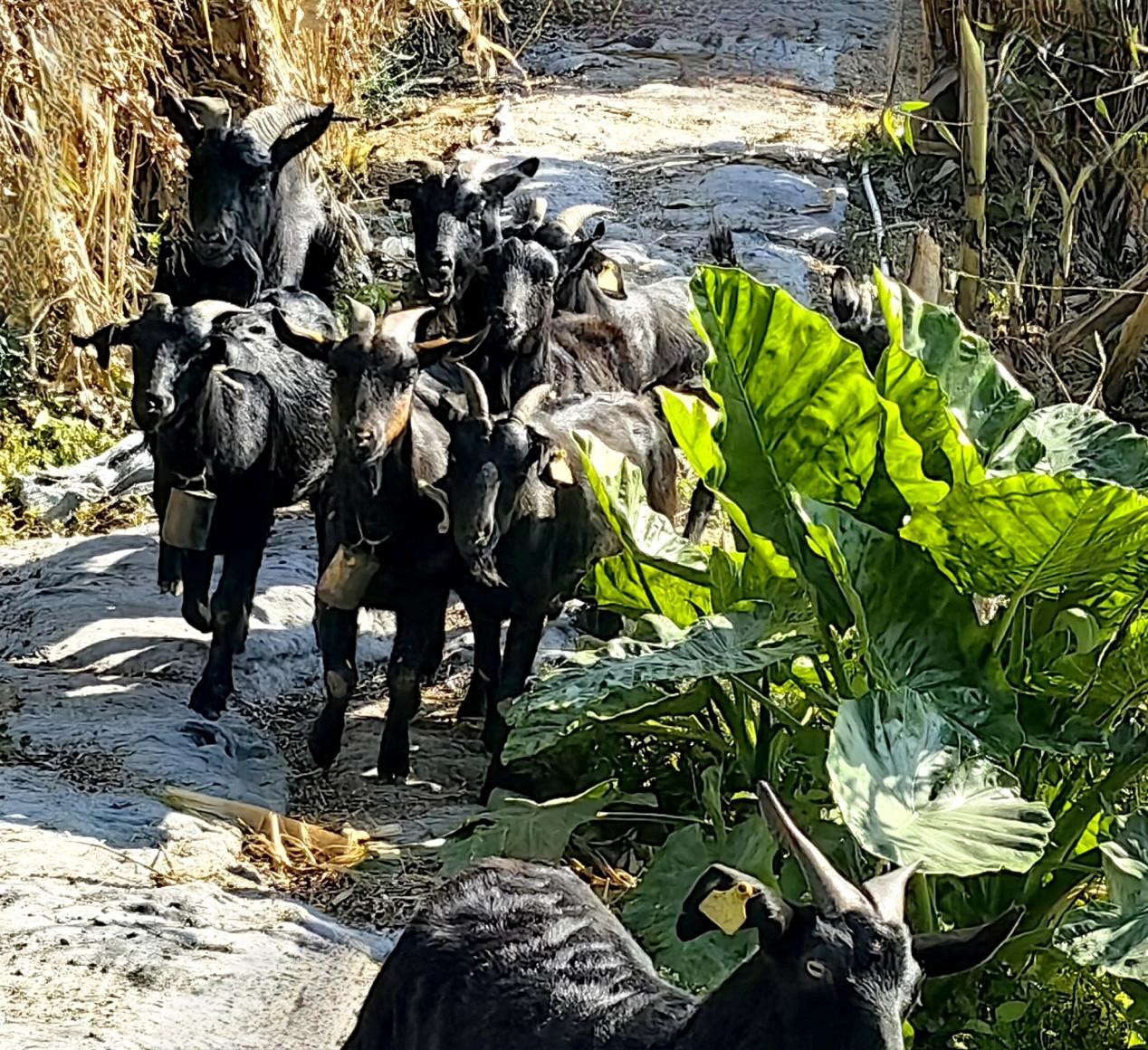 【图说侨乡】新会醉美：沙仔岛的歌声
