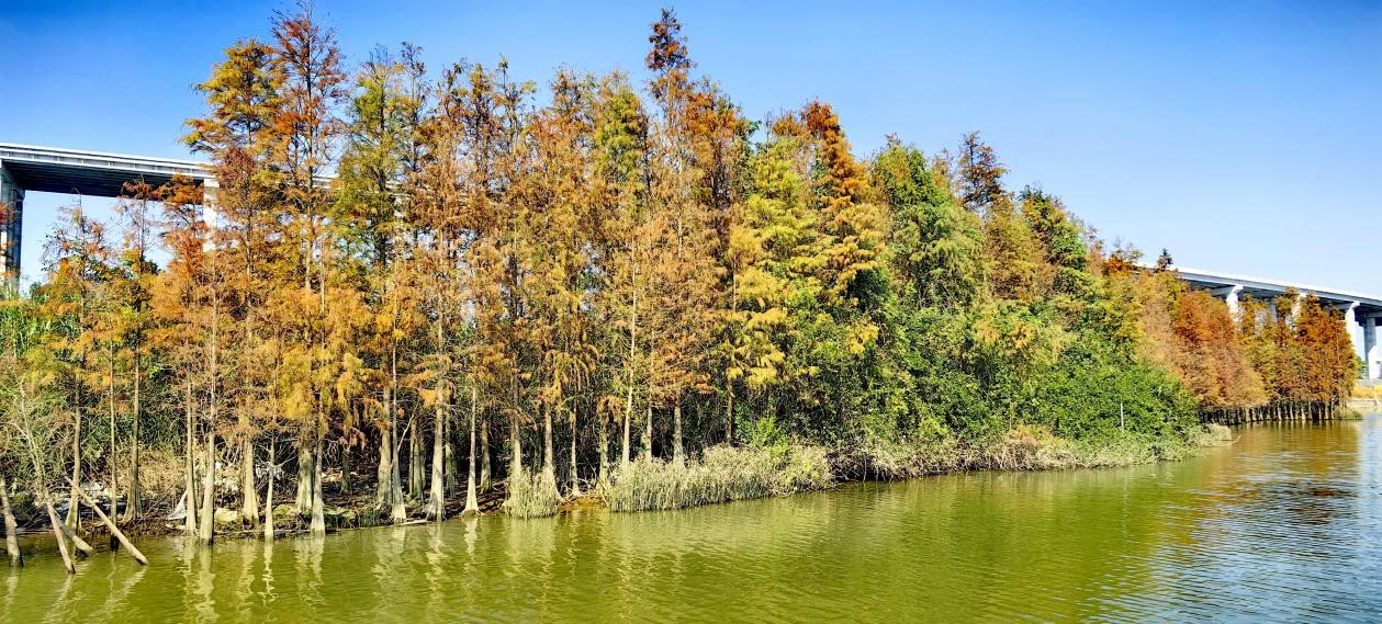 【图说侨乡】新会醉美：沙仔岛的歌声