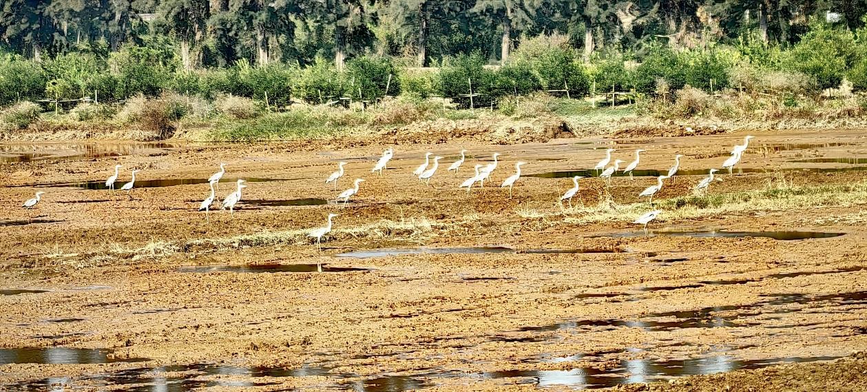 【图说侨乡】新会醉美：沙仔岛的歌声