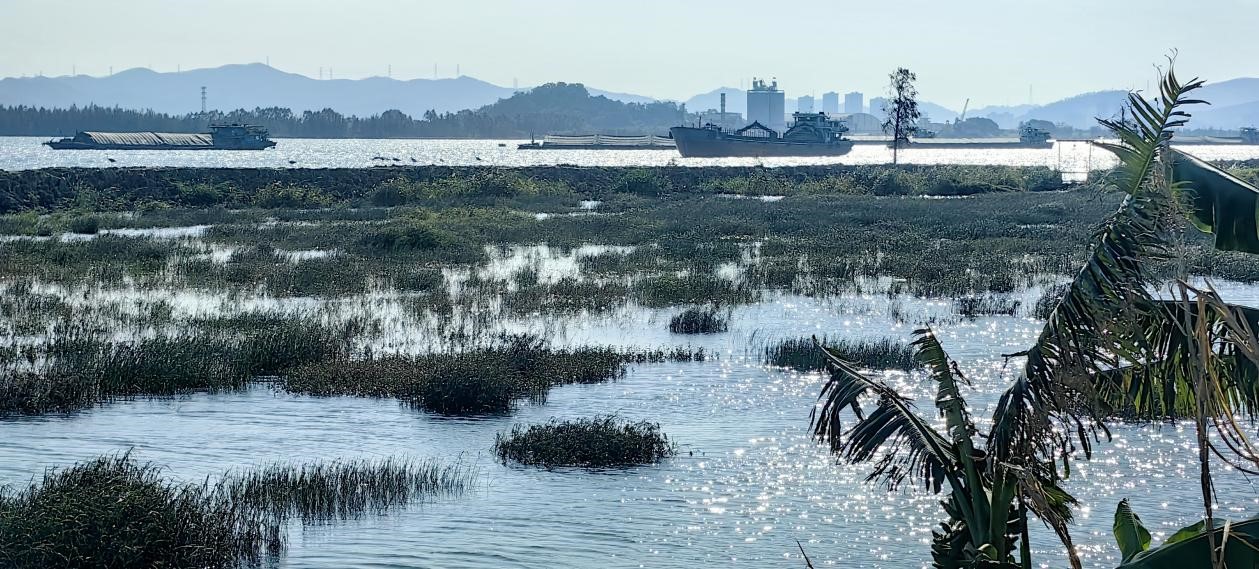 【图说侨乡】新会醉美：沙仔岛的歌声