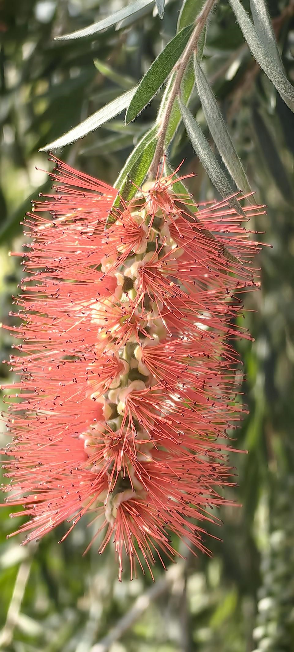 【图说侨乡】新会醉美：沙仔岛的歌声