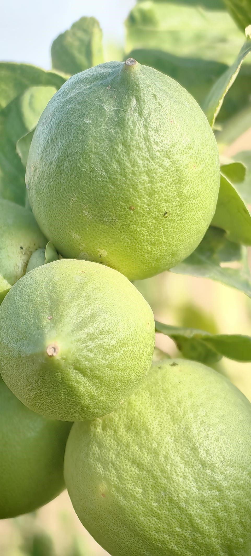 【图说侨乡】新会醉美：沙仔岛的歌声