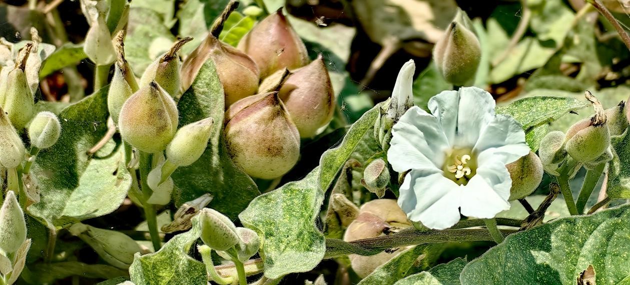 【图说侨乡】新会醉美：沙仔岛的歌声