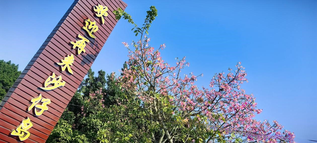 【图说侨乡】新会醉美：沙仔岛的歌声